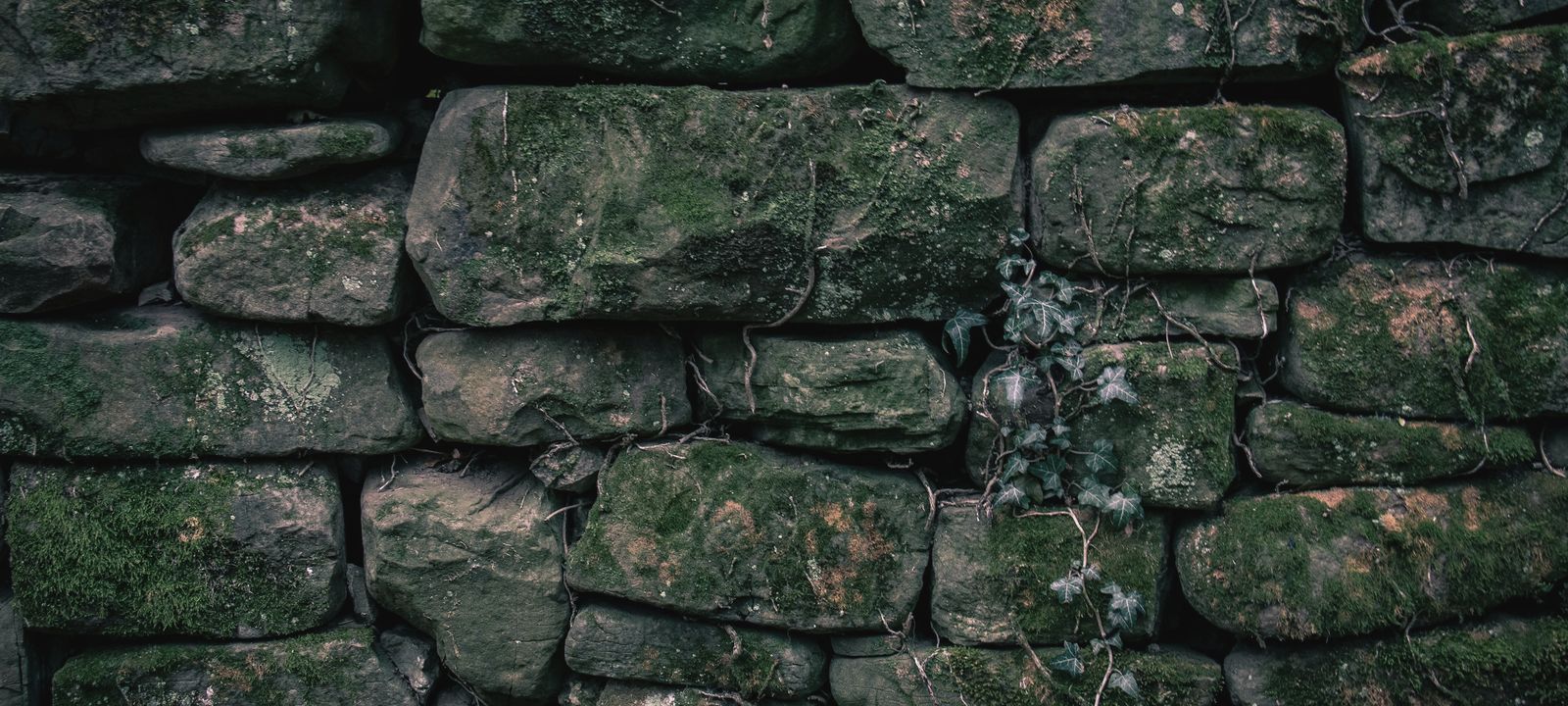 A stacked stone wall with bare vines climbing across it